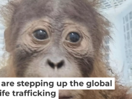 A baby orangutan was seized by Thai police in an anti-trafficking operation in May 2025. Thai police Central Investigation Bureau via AP